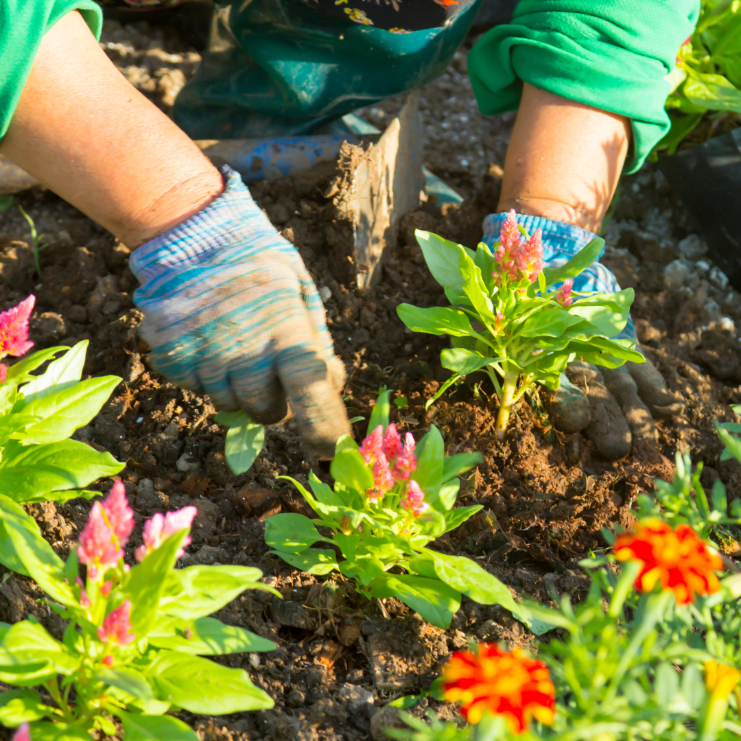 Professionelle Gartenhilfe in Berlin in Berlin - Schön & Einfach Gartenarbeit Berlin