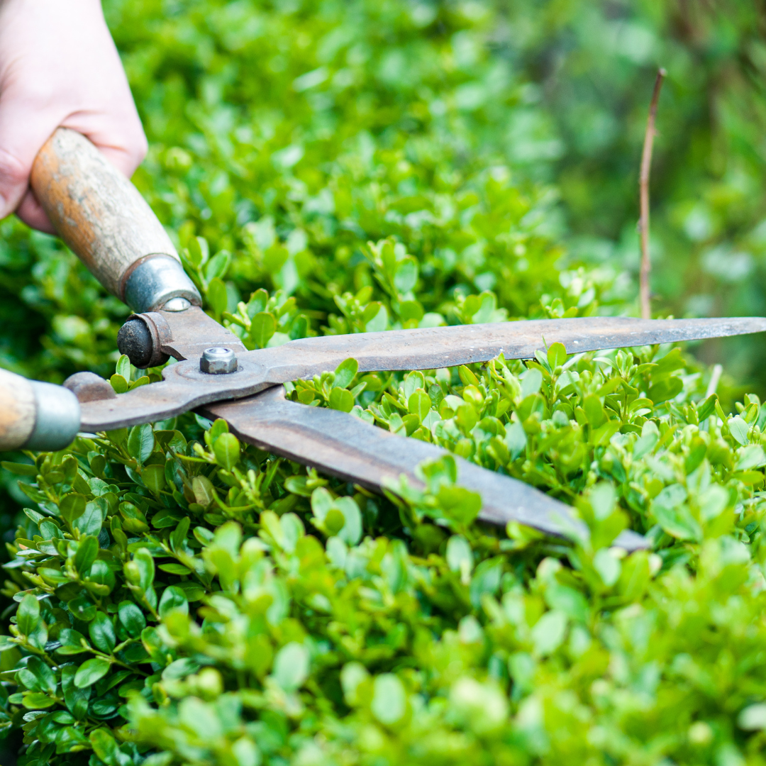 Professionelle Gartenhilfe in Berlin in Berlin - Schön & Einfach Transport für Umzug